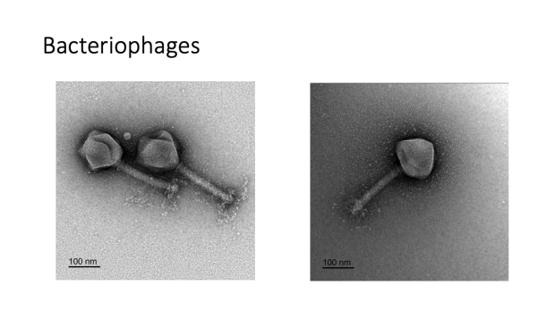 Bacteriophages medical images courtesy of Paul Bollyky